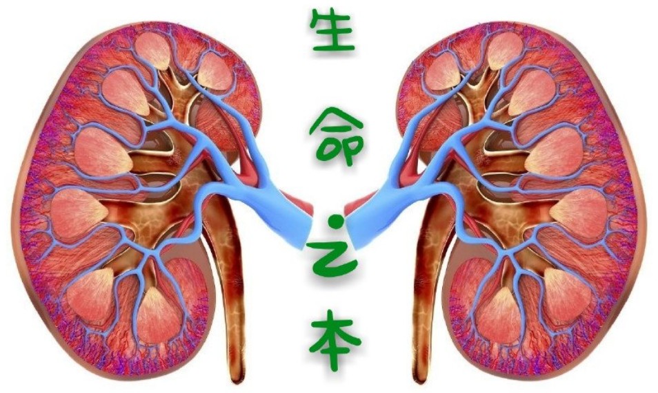 日本藤素可溫補腎臟